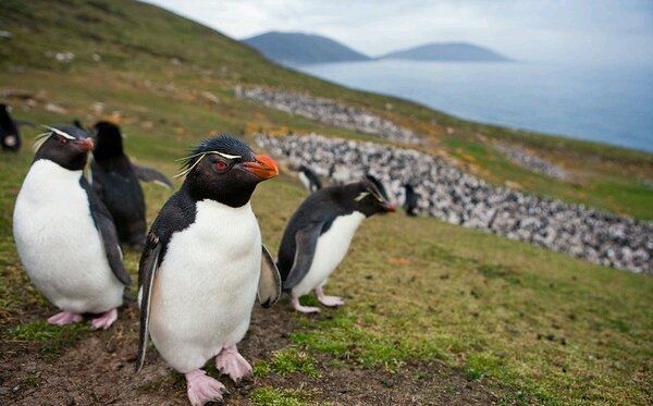 Running Reverend Set To Complete Falkland Islands Marathon As A Penguin!