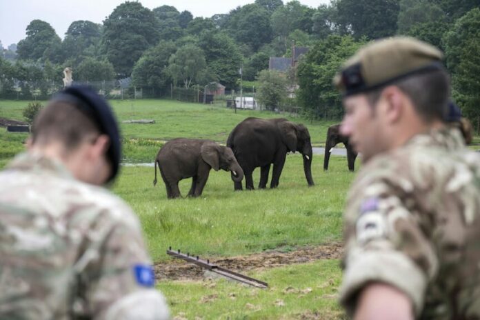 Two military soldiers stand in focus with elephants grazing peacefully on the grassy field. In the distance, trees sway gently, framing a historic building against the horizon.