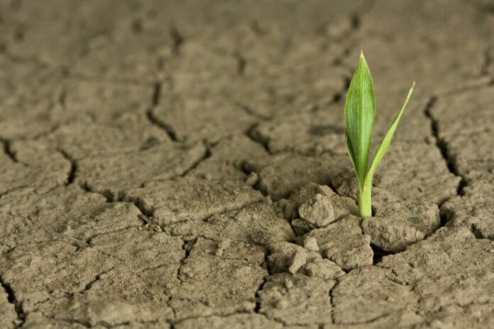 A small green plant sprouts from cracked, dry soil, serving as a pathfinder in its harsh environment, symbolizing growth and resilience.