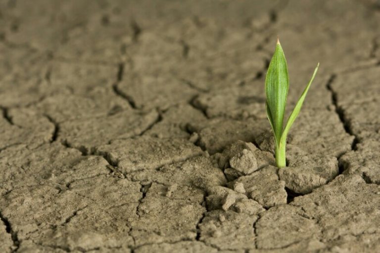 A small green plant sprouts from cracked, dry soil, serving as a pathfinder in its harsh environment, symbolizing growth and resilience.