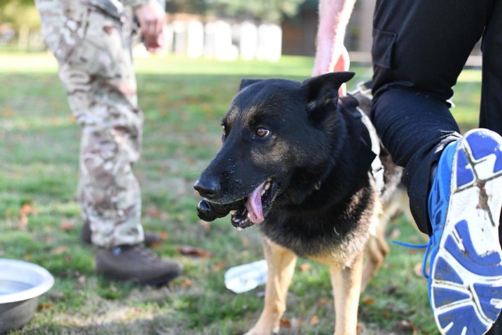 MOD Police Success In International Canine Biathlon