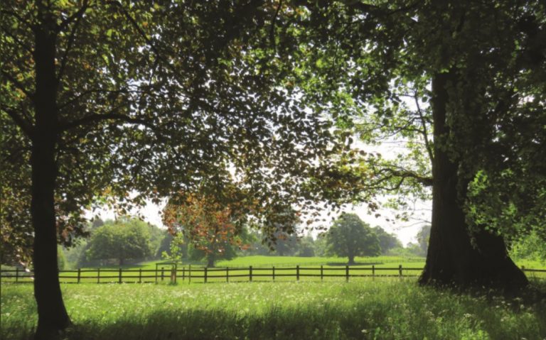 A tranquil park scene in Northern Ireland features sunlight filtering through tall trees, with a wooden fence and open grassy field in the background, creating a new oasis resembling a natural wellbeing centre.