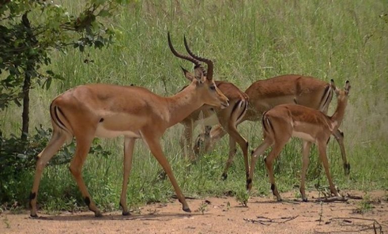 Counter Poaching Operations In Africa