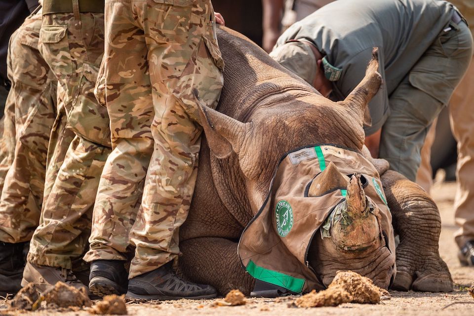 Counter-Poaching Troops Help Relocate Black Rhinos