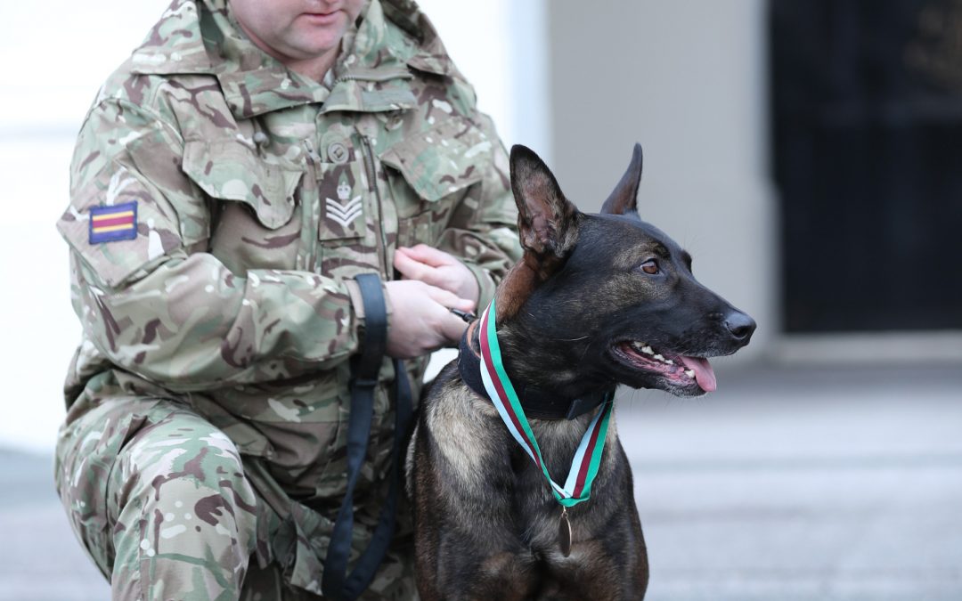 Hero Military Working Dog Awarded Animals’ Victoria Cross