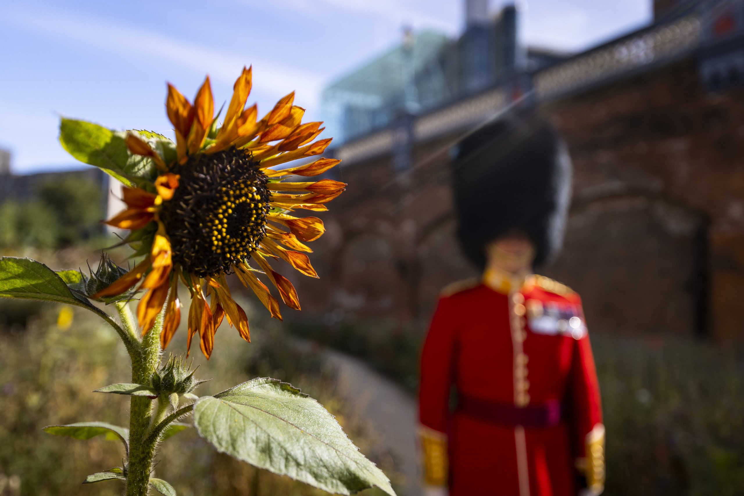 Blooming Lovely! The Tower Guards Protecting London’s Precious Wildlife