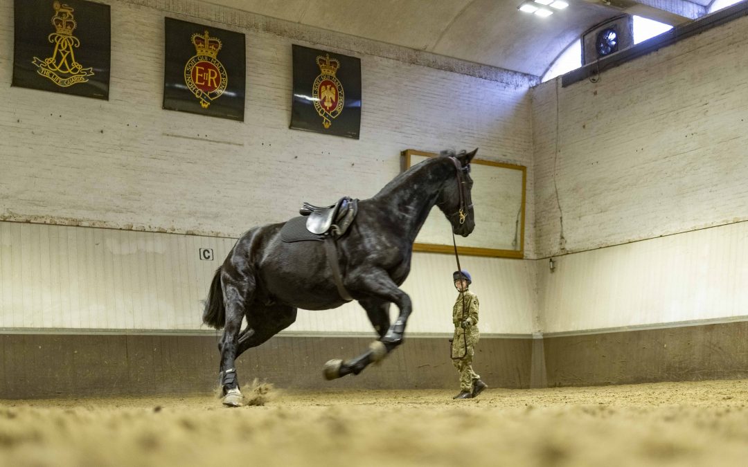 From Mud Monsters To Magnificent Steeds, British Army Horses Transformed