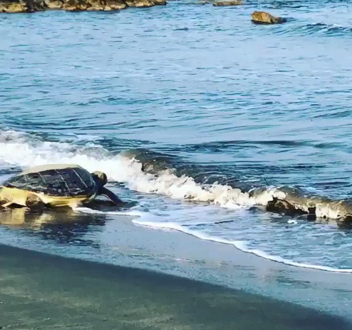 Turtle Population Thriving Around Armed Forces Bases In Cyprus