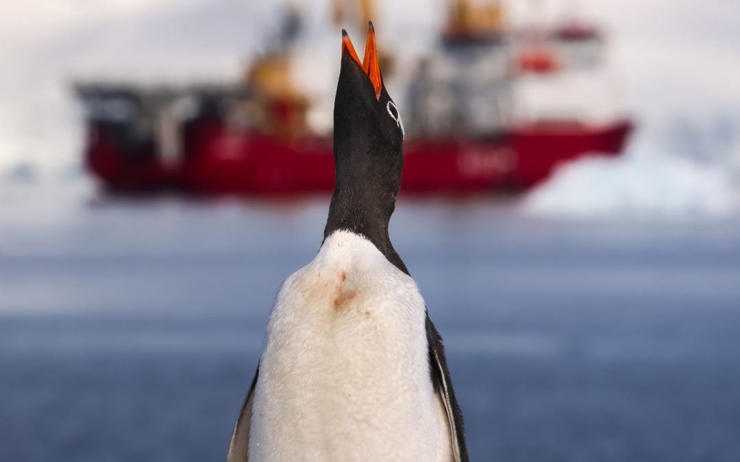 Royal Navy Helps Protect Penguins In The Antarctic