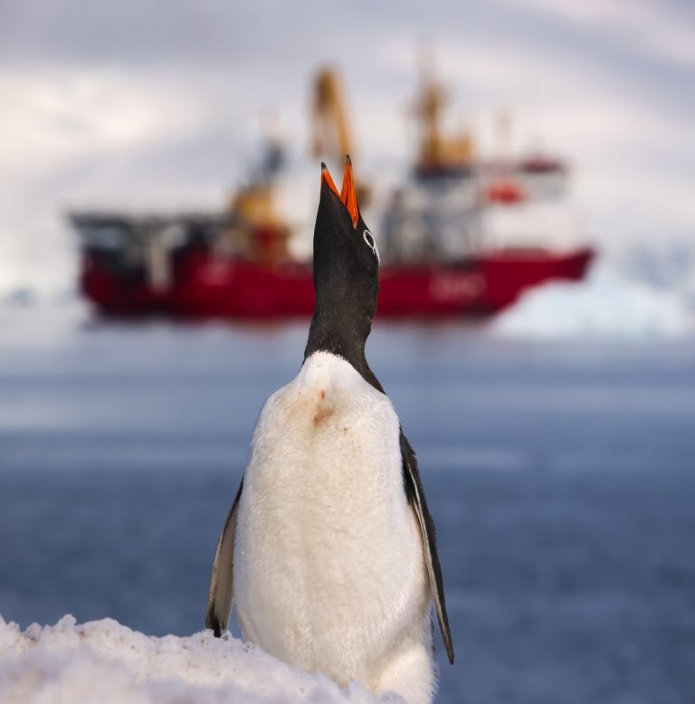 Royal Navy Helps Protect Penguins In The Antarctic