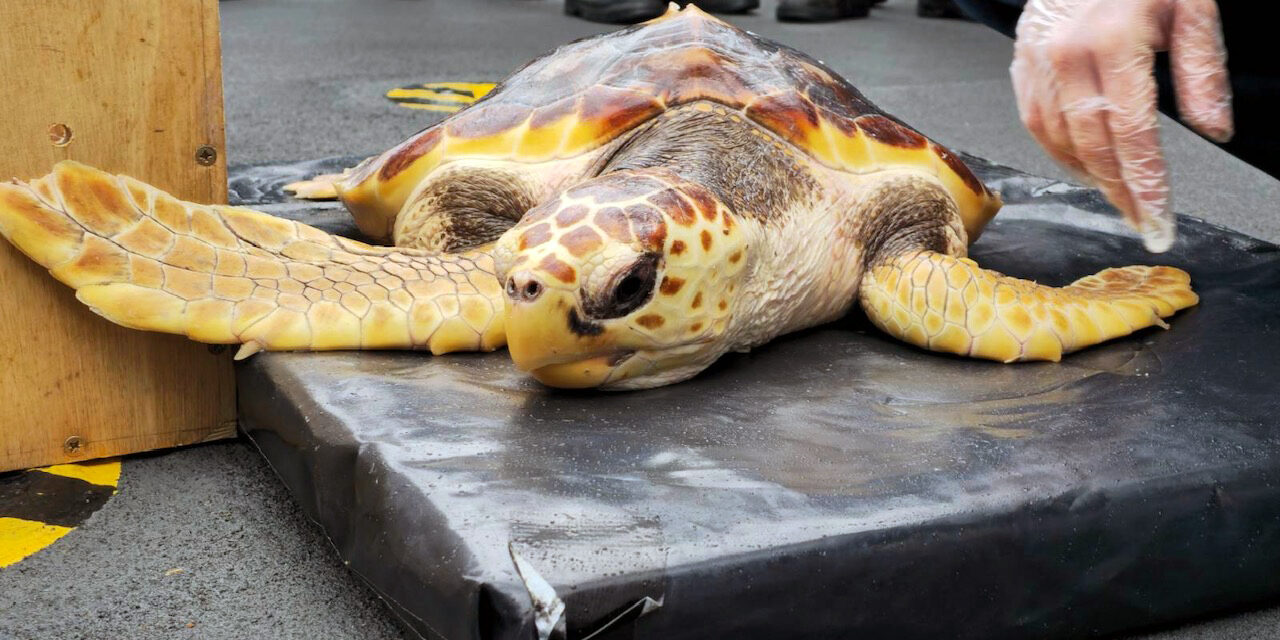 Royal Navy Helps Return Rare Turtles to Original Habitat