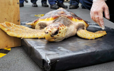 Royal Navy Helps Return Rare Turtles to Original Habitat