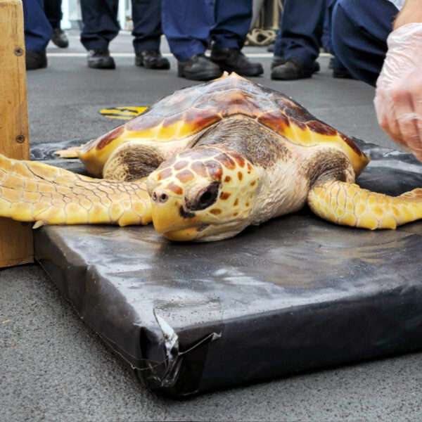 Royal Navy liberates turtles