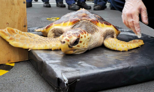 Royal Navy Helps Return Rare Turtles to Original Habitat