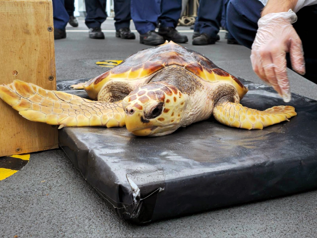 Royal Navy liberates turtles