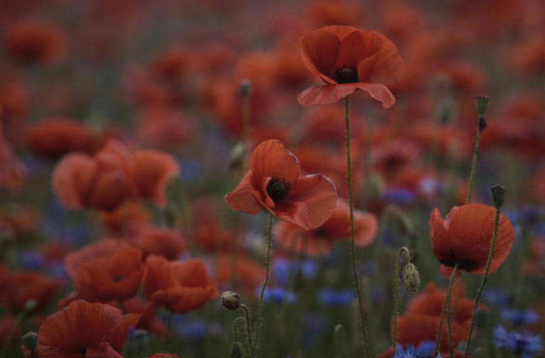 Close-up of a field of red poppies, evoking the spirit of a national memorial, with a few out-of-focus blue flowers scattered among them.